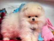 Boo Pomeranian ayicik surat yavrular 