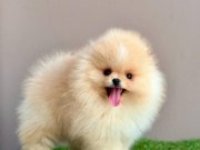 Pomeranian Boo Teddy Bear Yavrular Safkan Ruhsatlı Çiftlik