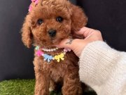 Toy Poodle Kore Tarım Bakanlığına Bağlı Çiftlikten