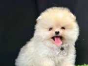 Pomeranian boo teddy bear safkan yavrularımız 