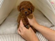 Toy poodle Kore kanı safkan yavrularımız 