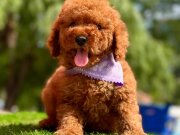 Toy Poodle Kore Yavrularımız Ruhsatlı Çiftlikten 