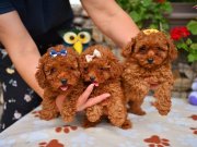 Toy Poodle Safkan Yavrularımız 