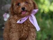 Toy Poodle Efsane Güzellikte Yavrularımız 