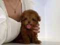 Toy Poodle Red Brown Mini Yavrularimiz 