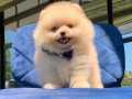 Pomeranian Boo Teddy bear yavrularimiz 