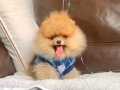 Pomeranian boo ırk ve sağlık garantili tuvalet eğitimli