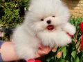 Pomeranian boo ayicik tip yavrularımız 