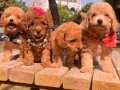 Poodle - Toy