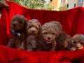 Toy Poodle red brown red yavrularımız 