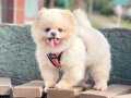 Pomeranian boo ayicik tip ırk garantili aşılar tam egitimli