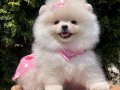 Pomeranian boo mini bebek surat yavrularımız 