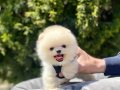 Pomeranian boo ayı surat Gülen surat yavrularımız 