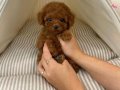 Toy poodle Kore kanı safkan yavrularımız 