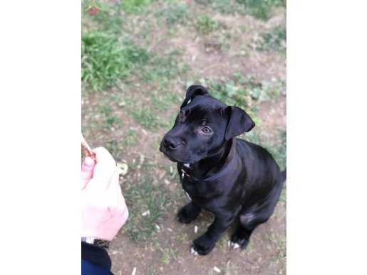 Pitbull gamedog cinsi köpeğimiz temel itaat eğitimidir