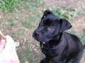 Pitbull gamedog cinsi köpeğimiz temel itaat eğitimidir