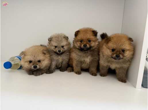 Kendi yavrularımız boo yavrular