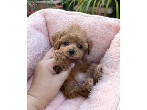 Apricot Renk Fcı secereli efsane toy poodle 