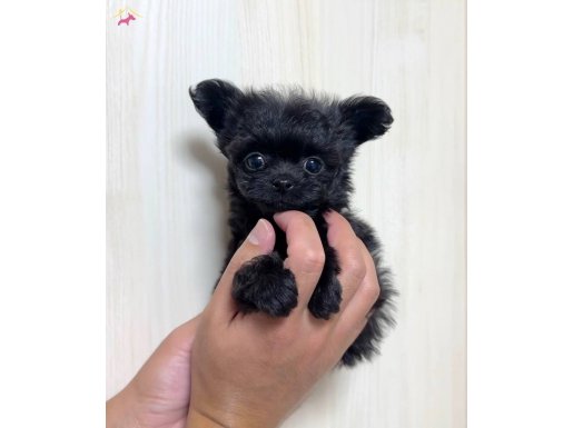 Black Toy Poodle 