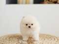 Mükemmel Ayı Surat Pomeranian Boo