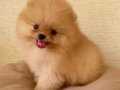 Mükemmel Ayı Surat Pomeranian Boo
