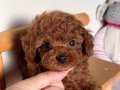 Mükemmel Toy Poodle 