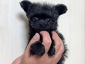 Black Toy Poodle 