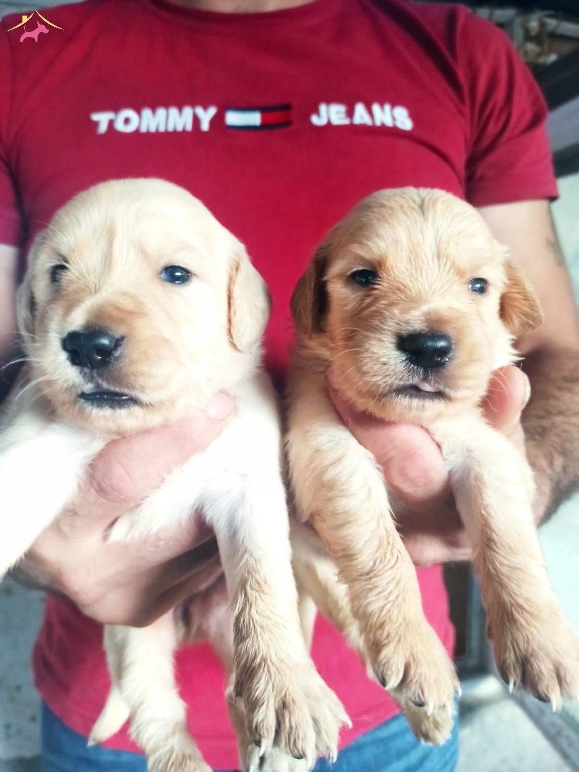 Satilik Golden Retriever Fiyatlari Kopek Dunyasi