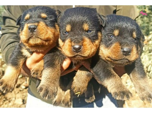 A Kalite Irk ve Sağlık Garantili Rottweiler Yavrular