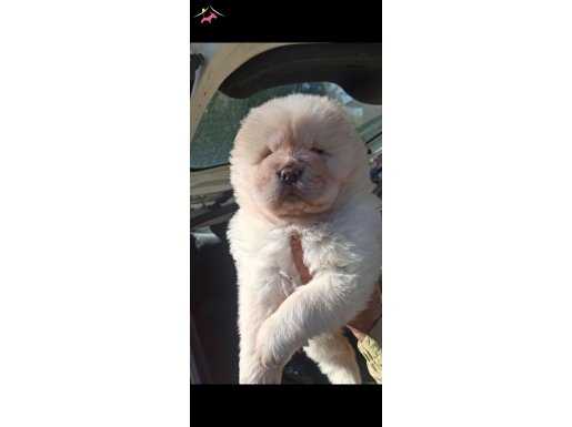 Mor Dilli Irk Garantili Garantili Çin Aslanı Yavrular   