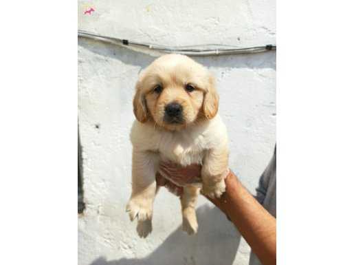 Şirin Yüzlü Golden Retriever Yavrular