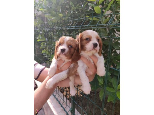 Şirin Yüzlü Cavalier King Charles Yavrular  