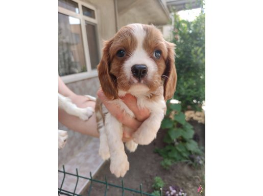 Irk Ve Sağlık Garantili Cavalier King Charles Yavrular  