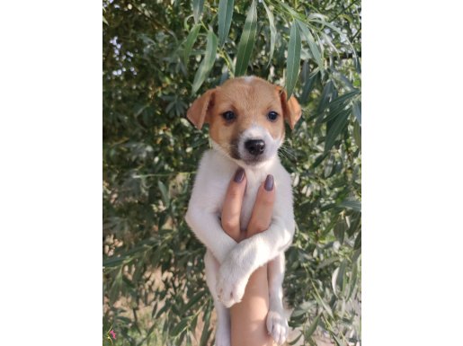 Harika Anatomi Kısa Bacak Jack Russell Yavrular 
