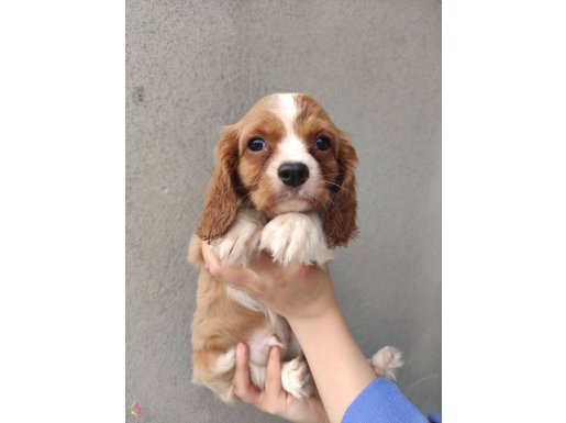Irk ve Sağlık Garantili Cavalier King Charles Yavrular  