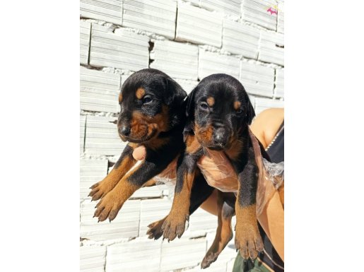 Irk Ve Sağlık Garantili Doberman Yavrular     