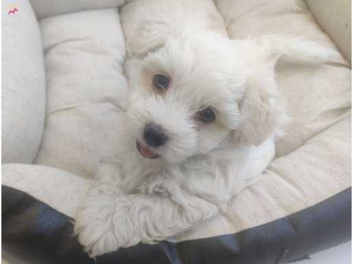 Irk ve Sağlık Garantili Maltese Terrier Yavrular