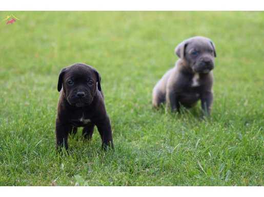  IRK GARANTİLİ GÜZEL ANATOMİ CANE CORSO YAVRULAR