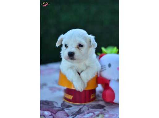Kar Beyaz Şirin Yüzlü Maltese Terrier Yavrular 