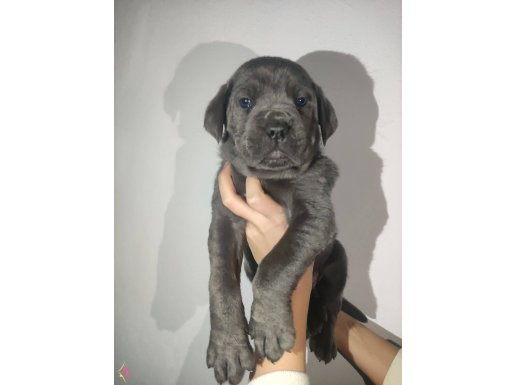 HARİKA ANATOMİYE SAHİP CANE CORSO YAVRULAR
