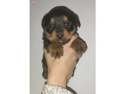 Irk Ve Sağlık Garantili Rottweiler Yavrular 