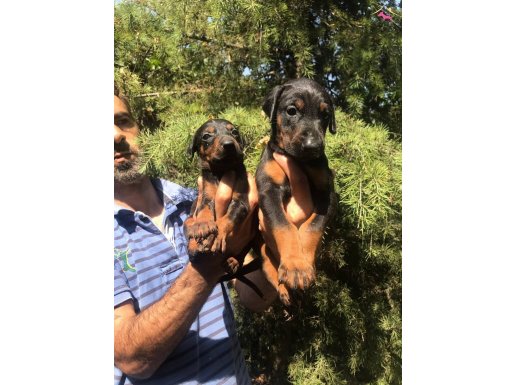 Irk ve Sağlık Garantili Doberman Yavrular