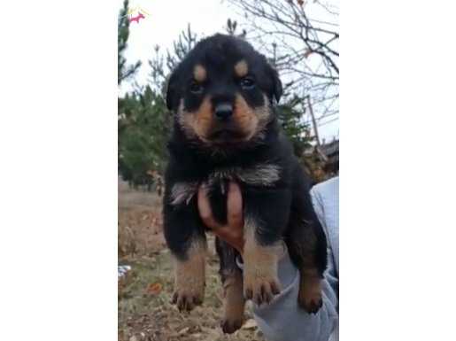 Üretim Çiftliğinden Safkan Rottweiler Yavrular