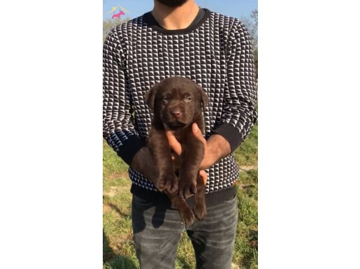 Dost Canlısı Irk Garantili Labrador Yavrular