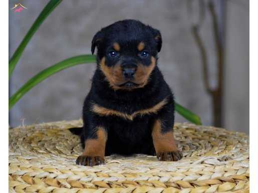 Muhteşem Kalitede Irk Garantili Rottweiler Yavrular