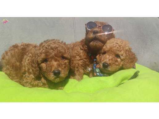 Sevimli Irk Garantili Toy Poodle Yavrular