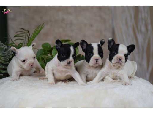 Farklı Renk Seçenekleri ile Fransız Bulldog Yavrular 