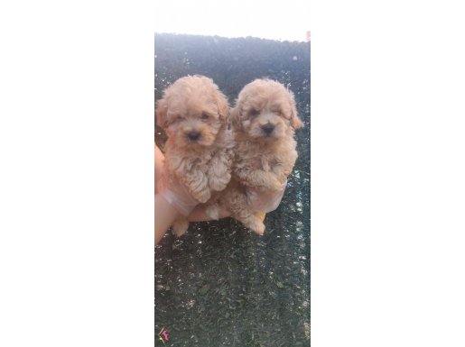 Harika Renkte Maltipoo Yavrular