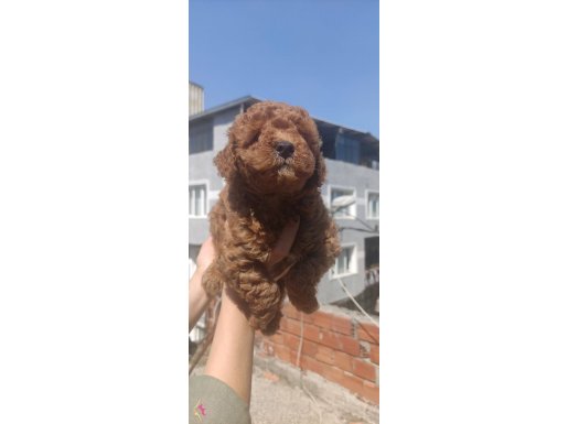 Irk ve Sağlık Garantili Toy Poodle Yavrular