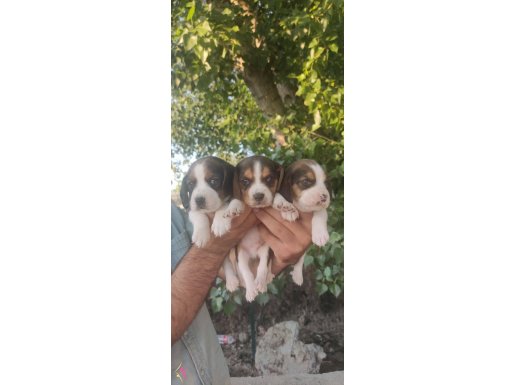 Şirin Irk Garantili Beagle Yavrular